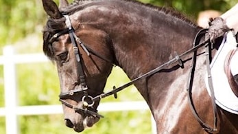 Klubbmesterskap i dressur og sprang